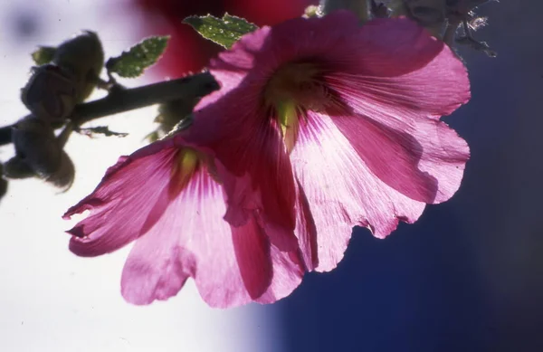 Mooie Bloemen Bloem Concept Achtergrond — Stockfoto