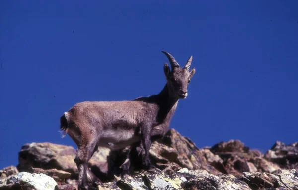 Goat Mountains — Stock Photo, Image