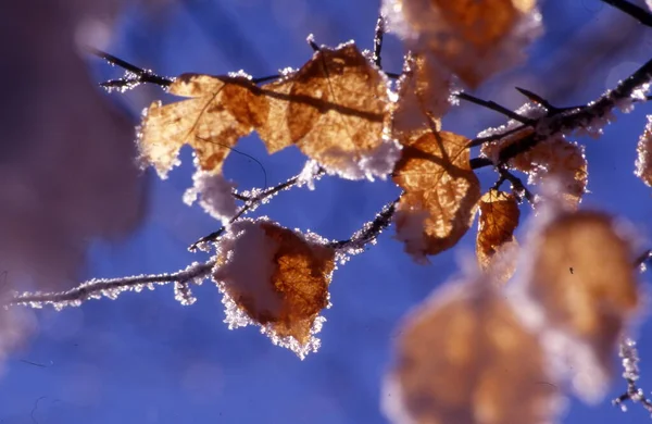 Gefrorene Äste Eines Baumes Winterwald — Stockfoto