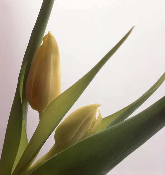 Mooie Tulpen Tuin — Stockfoto