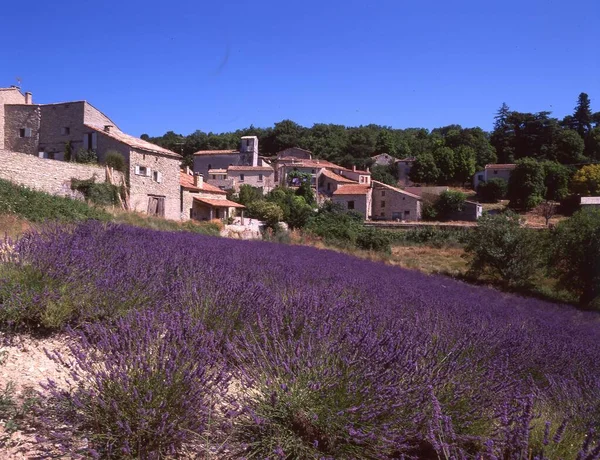 Lavendelveld Provence Frankrijk — Stockfoto