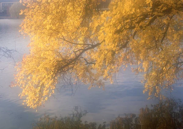 Φθινοπωρινό Τοπίο Δέντρα Και Φύλλα — Φωτογραφία Αρχείου