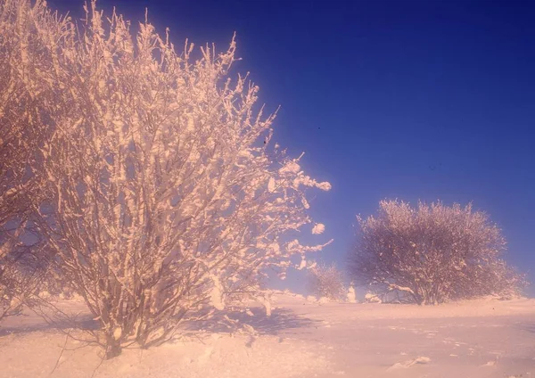 Красивый Зимний Пейзаж Снегом — стоковое фото