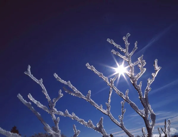 雪と冬の風景 — ストック写真
