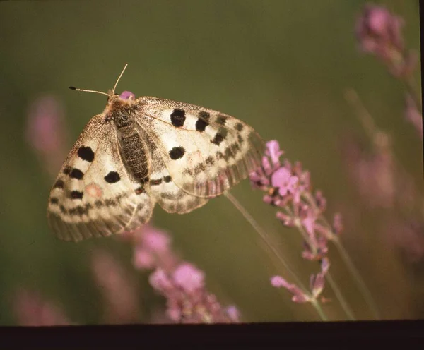 Mooie Vlinder Een Bloem — Stockfoto