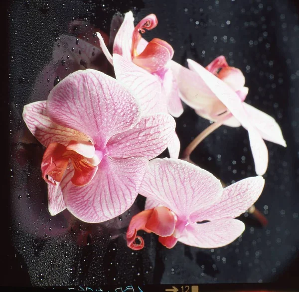 Beautiful Orchid Flower Water Drops Black Background — Stock Photo, Image
