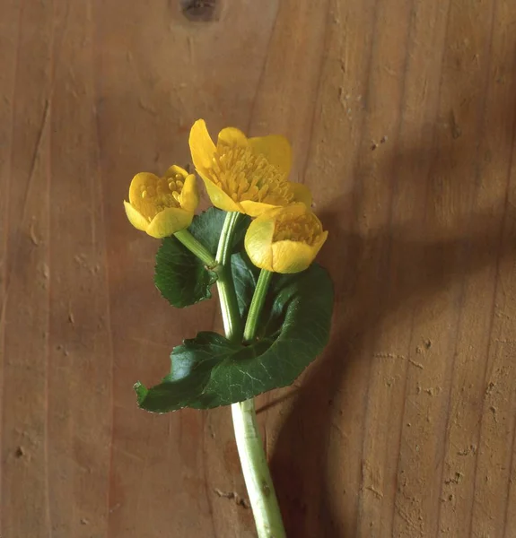 Yellow Tulip Flowers Wooden Background — Stock Photo, Image