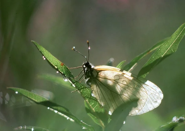 Libelle Auf Einem Grünen Blatt — Stockfoto