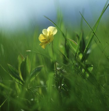 Bahçedeki güzel çiçekler