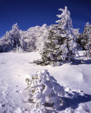 Karla kaplı ağaçlarla kaplı güzel kış manzarası