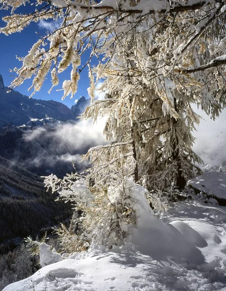 Vackert Landskap Med Snötäckta Träd — Stockfoto
