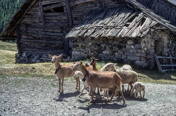 Dağlarda bir keçi sürüsü