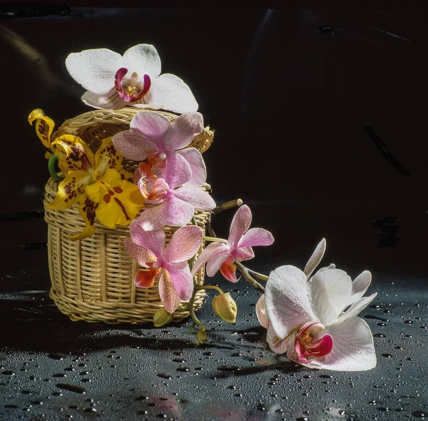 Orchid Flowers Vase Black Background — Stock Photo, Image