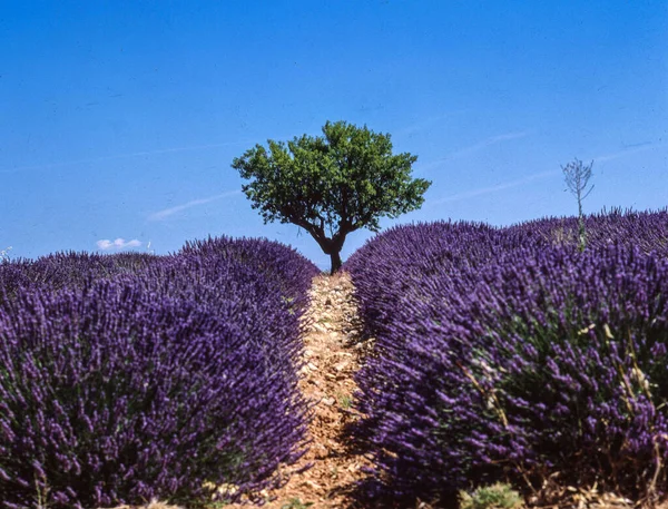 Flores Lavanda Provence França — Fotografia de Stock