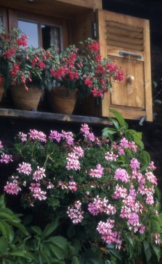 Bahçedeki güzel çiçekler