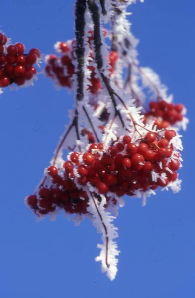 Κόκκινα Μούρα Κλαδί Δέντρου — Φωτογραφία Αρχείου