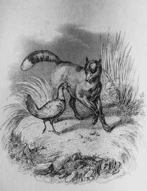 Genç tavuk ve yaşlı tilki, Fables de Florian Victor Adam, Yayımcı Delloye, Desme 1838