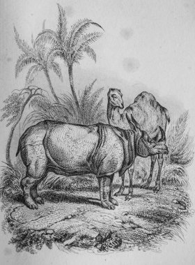 Gergedan ve dromedary, Florian masalları Victor Adam, Delloye Publisher, Desme 1838