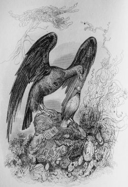 The Eagle and the Colombe, Fables de Florian Viktor Adam, Editör Delloye, Desme 1838