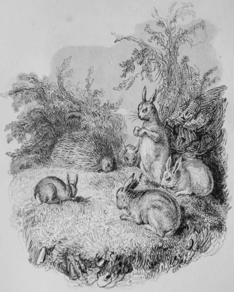 Herisson ve Tavşanlar, Florian Masalları: Victor Adam, Yayımcı Delloye, Desme 1838