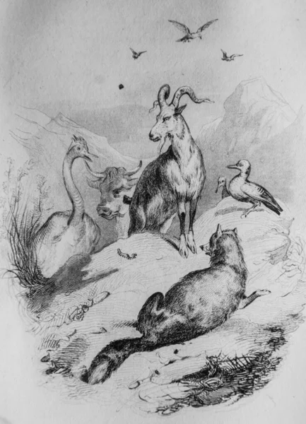 Chenille Fables Florian Illustrated Victor Adam Delloye Publisher Desme 1838 — Stock Photo, Image