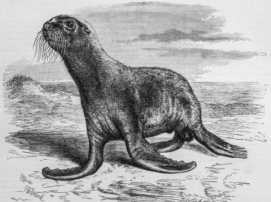 Deniz Ayısı, ünlü evren, Editör Michel Levy 1868