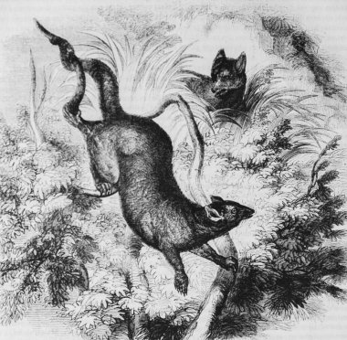 Le Phalanger Foliginous, Edouard Charton 1855 'in resimli dergisi.