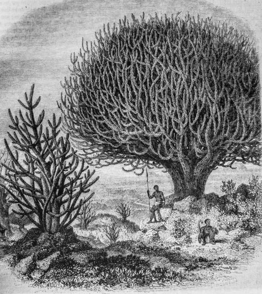 Central African tree euphorbes, the picturesque magazin by m. Edouard Charton 1870