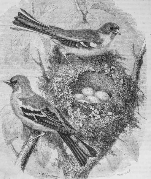The Pinson and his nest, the picturesque magazine by m. Edouard Charton 1870