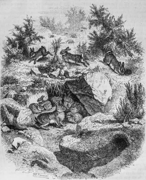 The rabbit and its burrow, the picturesque magazine by m. Edouard Charton 1870