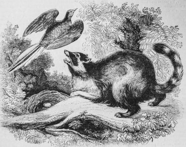 Rakun, resim dükkanı, editör Edouard Charton, 1860