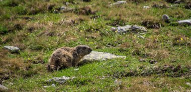 Fransa 'daki Alpes-de-Haute-Provence' de bir şişe Mary.
