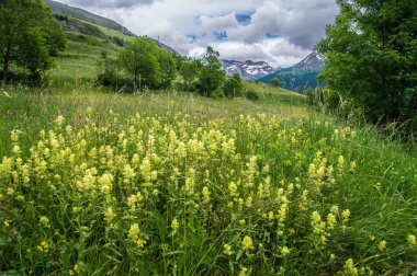 melezen in saint paul en ubaye in Alpes-de-Haute-Provence in france