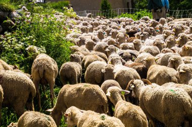 Fransa 'da Alpes-de-Haute-Provence' da maljasset