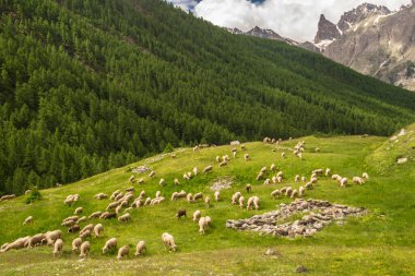 Fransa 'da Alpes-de-Haute-Provence' da maljasset