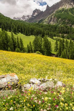 Fransa 'da Alpes-de-Haute-Provence' da maljasset