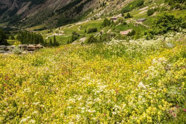 Fransa 'da Alpes-de-Haute-Provence' da maljasset