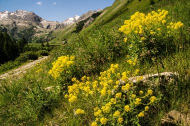 Fransa 'daki Alpes-de-Haute-Provence' deki tarla kuşlarının pası içinde val fourane