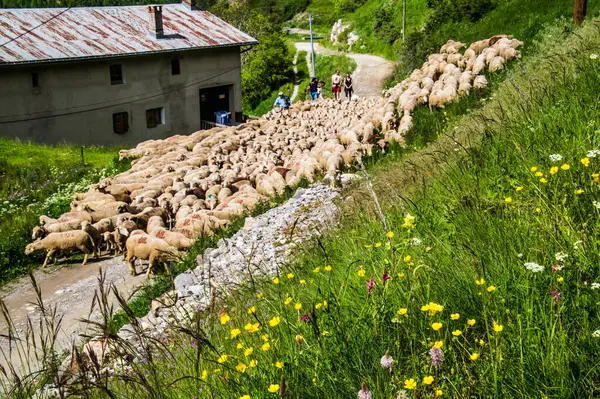 Fransa 'da Alpes-de-Haute-Provence' da maljasset