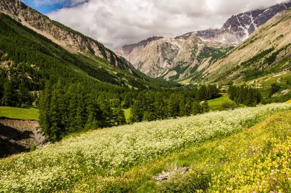 Fransa 'da Alpes-de-Haute-Provence' da maljasset