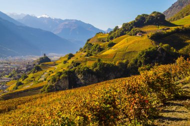 Sonbaharda İsviçre Alp bağları