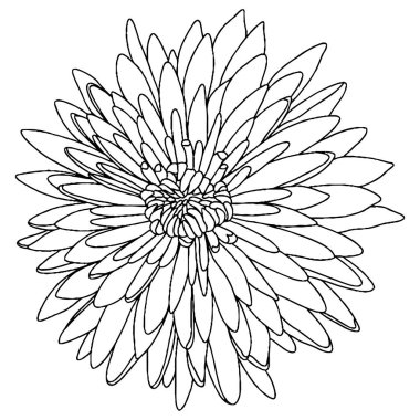 Vector flower for coloring book or page. Isolated flower