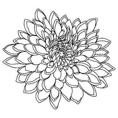 Vector flower for coloring book or page. Isolated flower