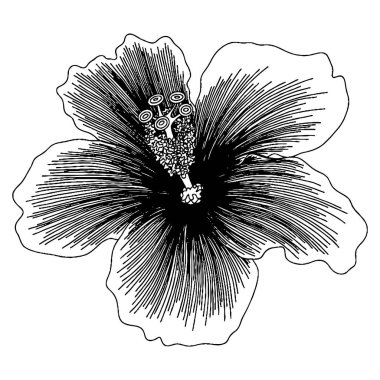 Vector flower for coloring book or page. Isolated flower