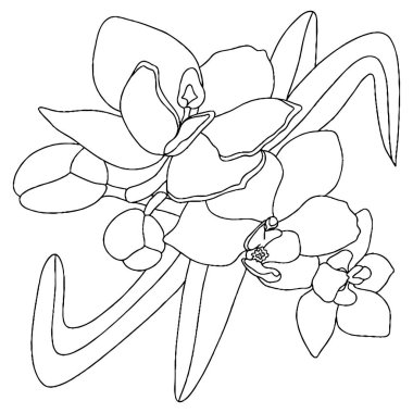 Vector flower for coloring book or page. Isolated flower