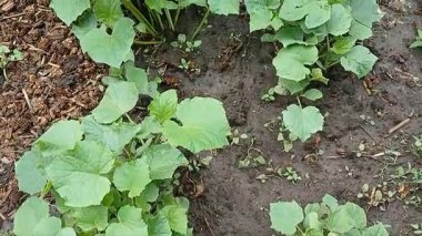 Nemli bahçe toprağında yetişen genç salatalık tohumlarının en üst görüntüsü. Yağmurdan sonra doğal ışıklandırma ile sebze yetiştirmenin ilk aşaması. Evde bahçe işleri, organik tarım ve sürdürülebilir yaşam için ideal..