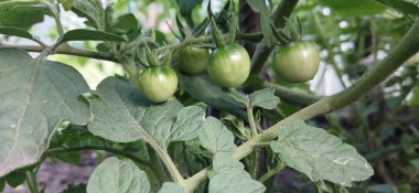 Bahçedeki yemyeşil yaprakların arasında sarmaşıkta yetişen olgunlaşmamış yeşil domateslerin yakın çekimi. Taze, sağlıklı bitkiler, olgunlaşmadan önce domates gelişiminin ilk aşamasını gösteren doğal ışıkla yıkanır..