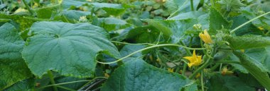 Bahçedeki taze yeşil yapraklarla çevrili çiğ damlalarıyla kaplı bir salatalık bitkisine yakın plan. Salatalıkların doğal güneş ışığındaki erken büyüme aşaması.