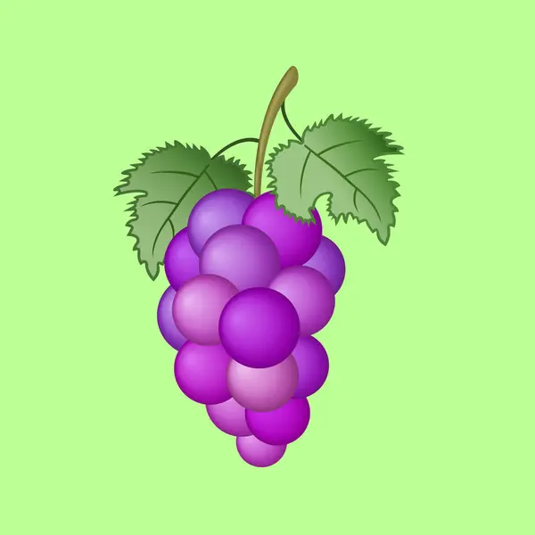 stock vector Illustration of Grapes in Full Bloom