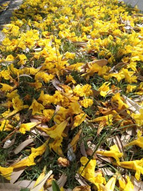Sarı çiçekler rüzgâr mevsimi nedeniyle yere düşer.